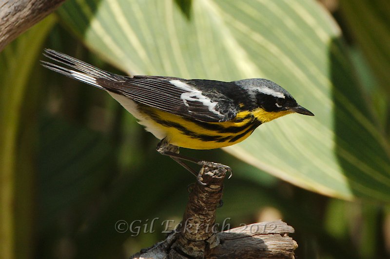 Magnolia Warbler 2012-05-05_7.jpg